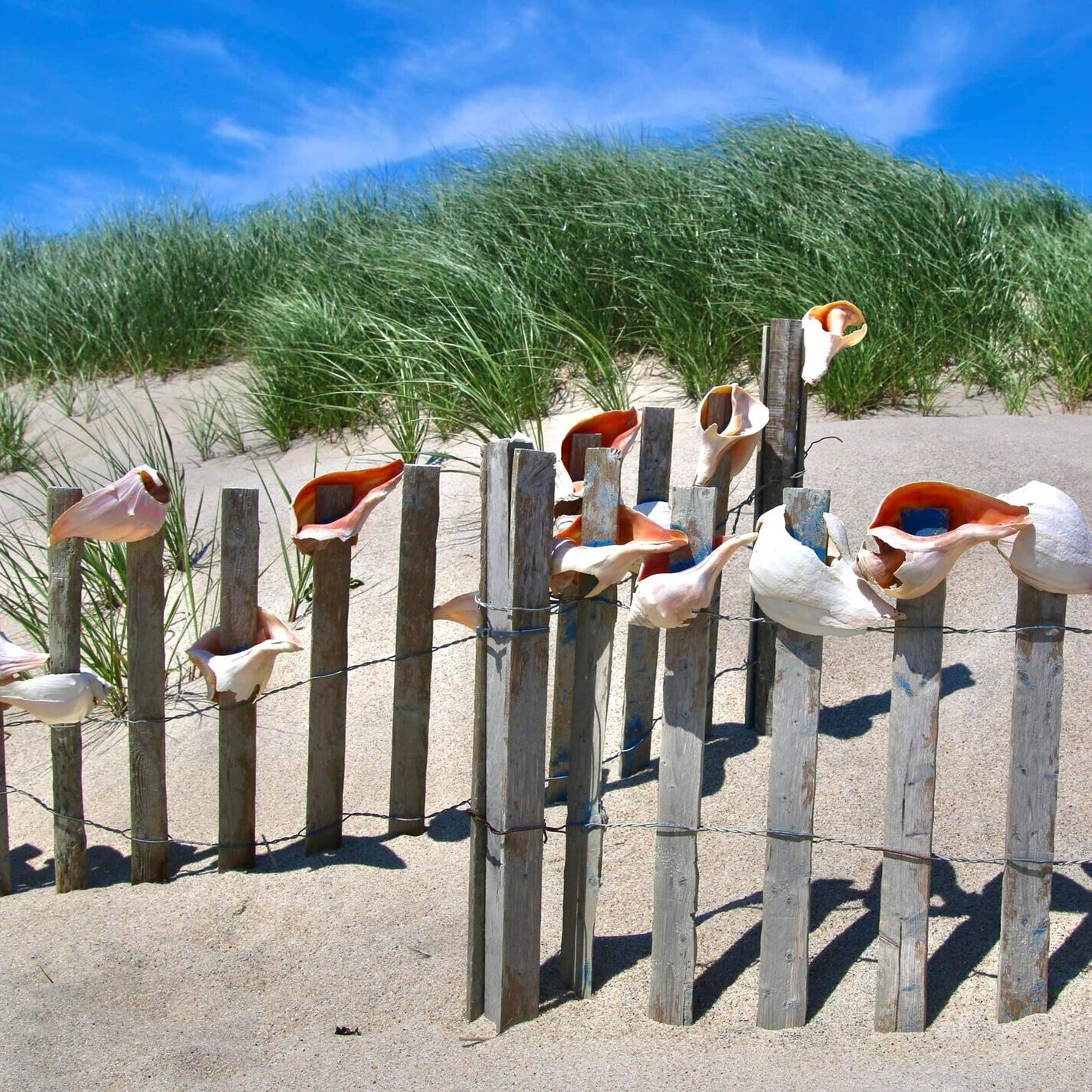 Beach Shells on Fence